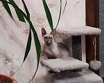Кошки в Темрюке: В добрые руки Девочка, Бесплатно - фото 2