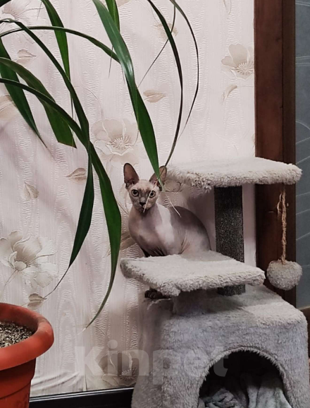 Кошки в Темрюке: В добрые руки Девочка, Бесплатно - фото 2