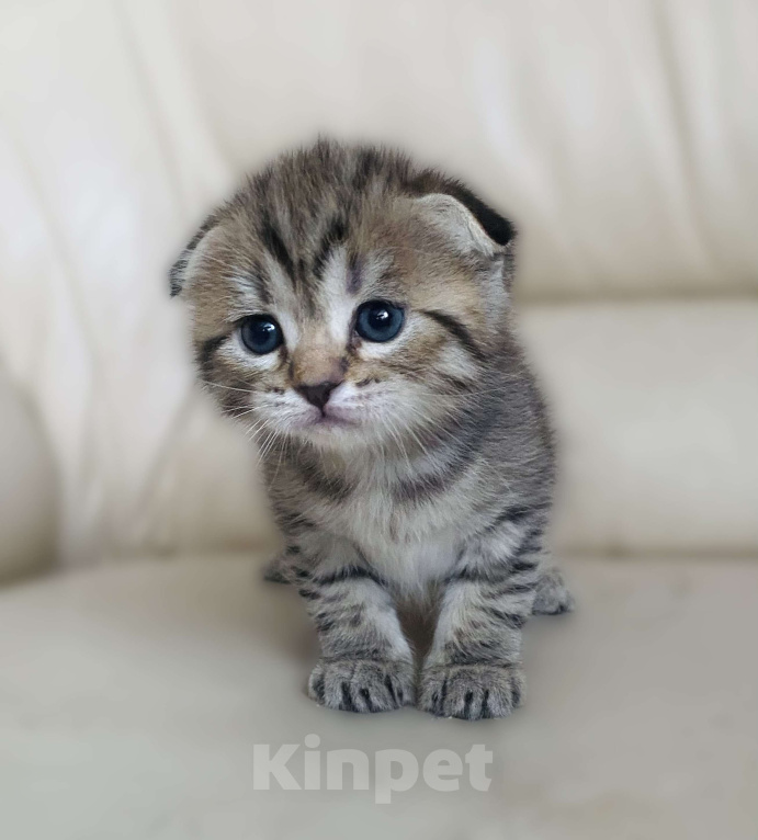 Кошки в Нижнем Новгороде: В любимы милая кошечка Девочка, 15 000 руб. - фото 2