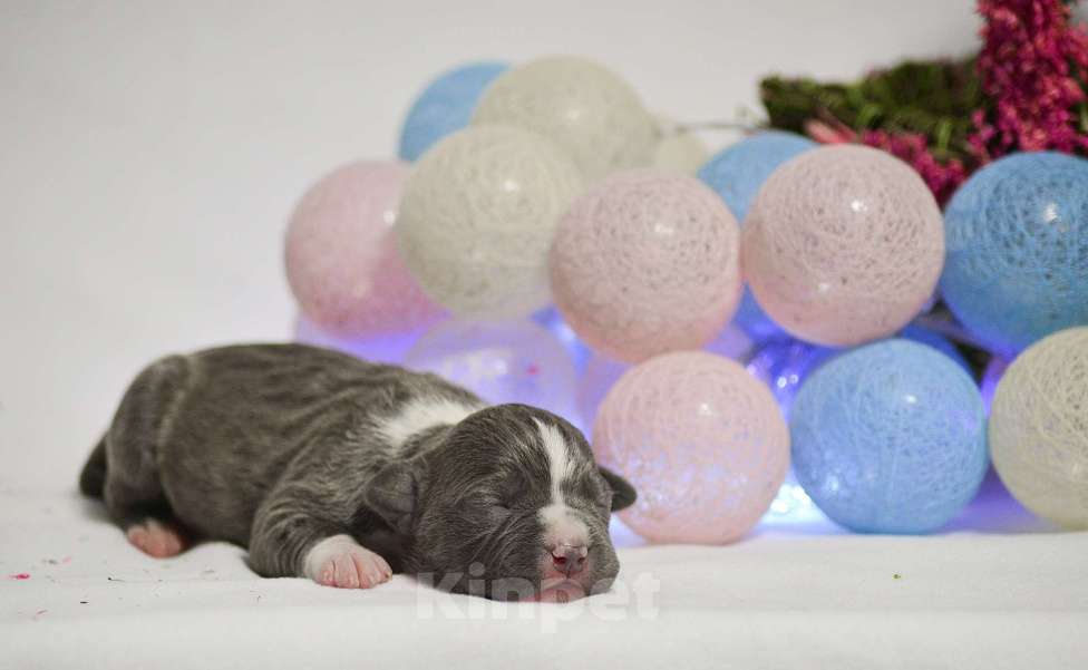 Собаки в Москве: Голубая красотка амстафф Девочка, 120 000 руб. - фото 2