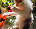 Кошки в Уфе: Котенок мальчик в добрые руки Мальчик, Бесплатно - фото 5