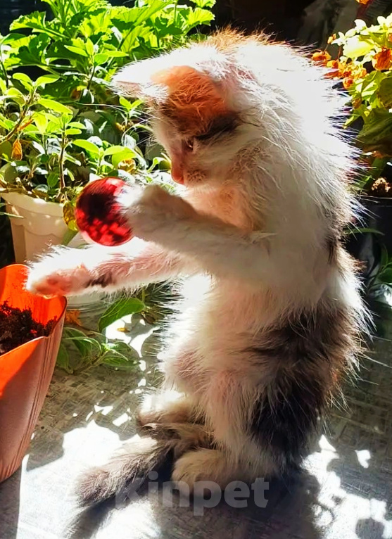 Кошки в Уфе: Котенок мальчик в добрые руки Мальчик, Бесплатно - фото 5