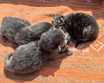 Кошки в Талдоме: Хорошие котята в добрый руки Мальчик, Бесплатно - фото 3