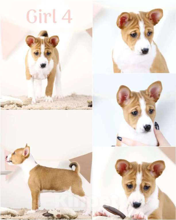 Собаки в Кропоткине: Щенки басенджи. Девочка, 80 000 руб. - фото 3