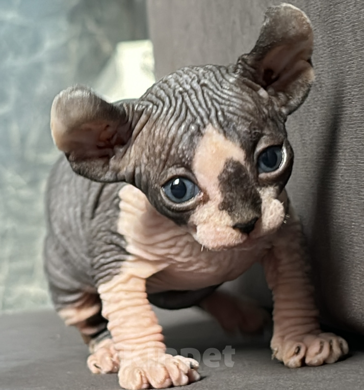 Кошки в Ростове-на-Дону: Котята Эльф Девочка, 20 000 руб. - фото 1