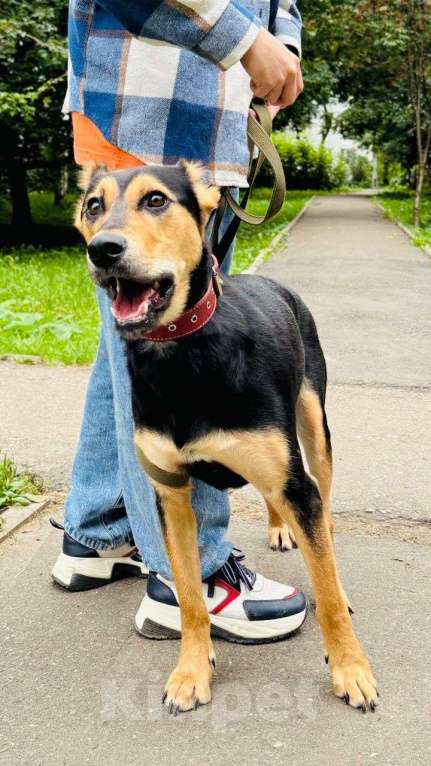 Собаки в Москве:  Молли ищет дом и человека, с которым будет делить каждое счастливое мгновение! Девочка, Бесплатно - фото 8