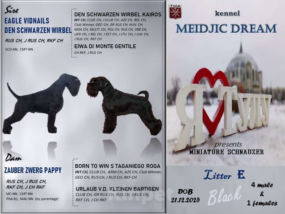 Собаки в Туле: щенок черного цвергшнауцера Мальчик, 70 руб. - фото 3