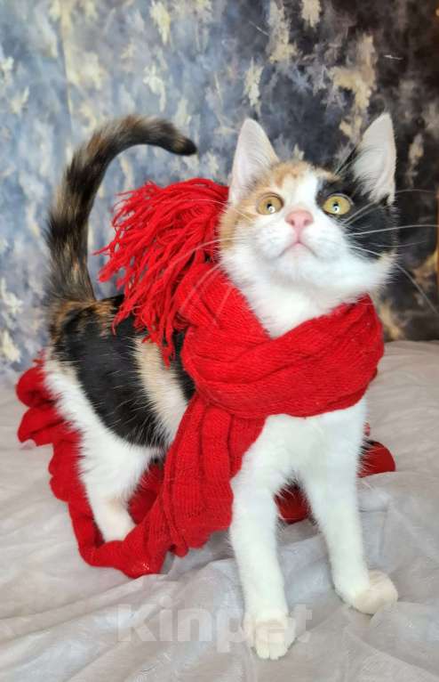 Кошки в Москве: Трехцветный котёнок в добрые руки  Девочка, Бесплатно - фото 4