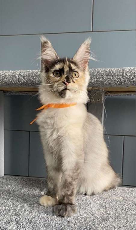 Кошки в других городах Московской области: Красотка мейн кун из питомника с документами Девочка, 50 000 руб. - фото 6