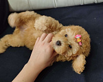 Собаки в Москве: Той пудель девочка  Девочка, 80 000 руб. - фото 1