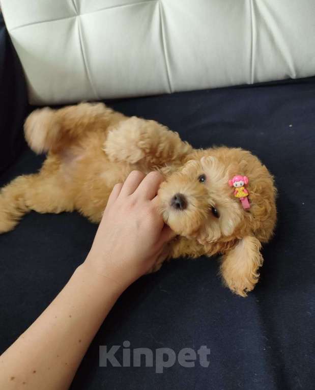 Собаки в Москве: Той пудель девочка  Девочка, 80 000 руб. - фото 1