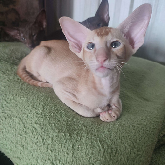 Котенок кремовый