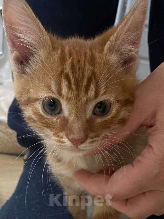 Кошки в Москве: Мне нужен дом Мальчик, Бесплатно - фото 1