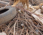 Собаки в Самаре: Мальчик-красавец Мальчик, 10 руб. - фото 3