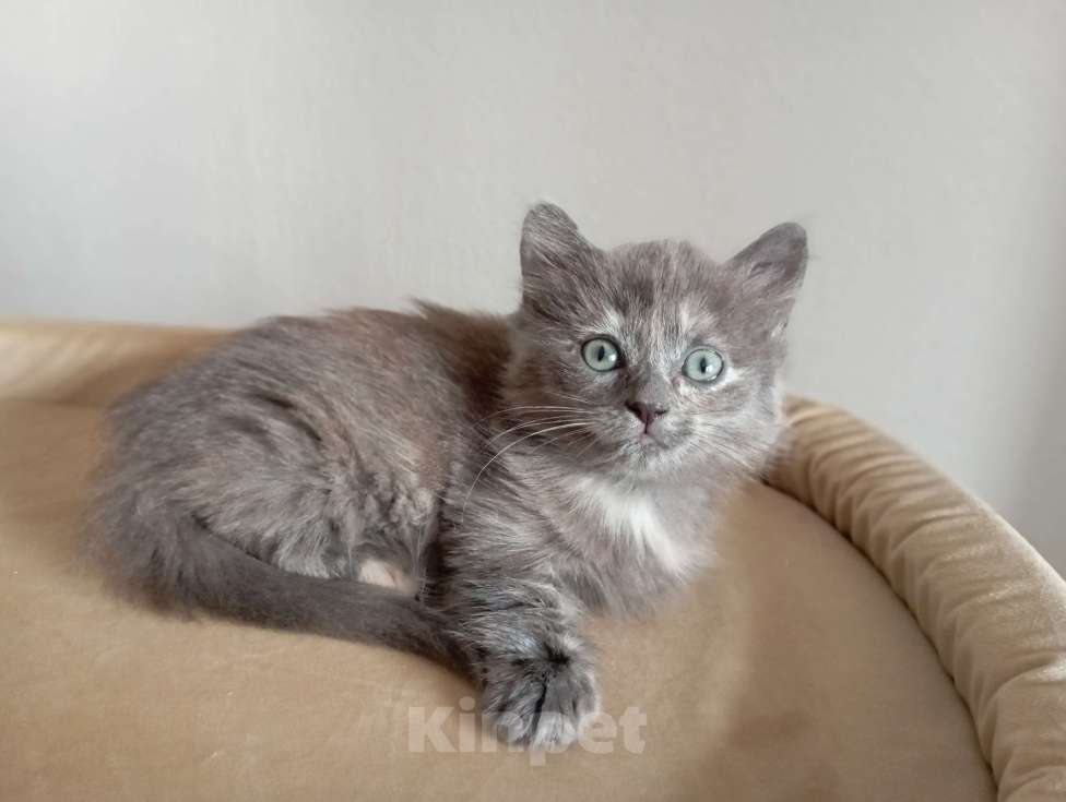 Кошки в Челябинске: Очаровательные котята Девочка, Бесплатно - фото 1