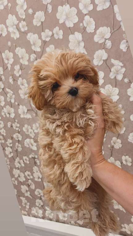 Собаки в Москве: Мальтипу мальчик 3 месяца  Мальчик, 150 000 руб. - фото 4