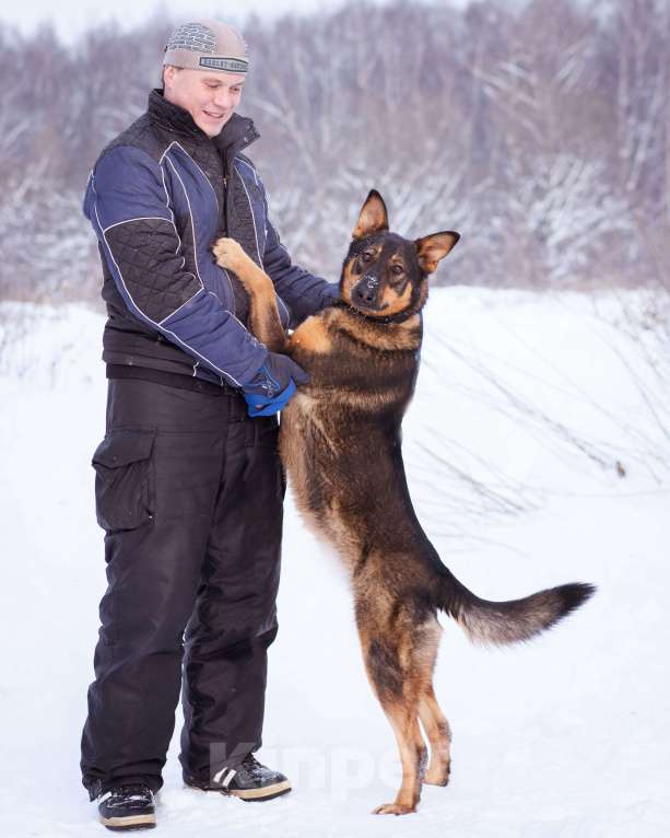 Собаки в Москве: Метис овчарки ищет дом Девочка, Бесплатно - фото 5