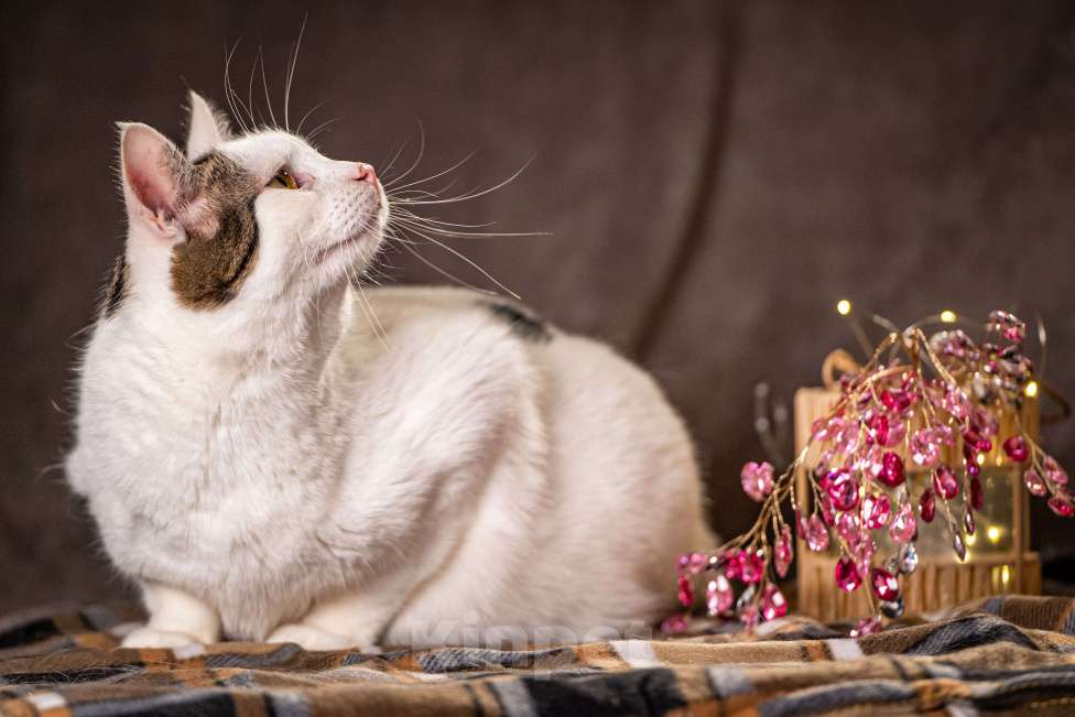 Кошки в Клине: Жорж - большой добряк Мальчик, Бесплатно - фото 6