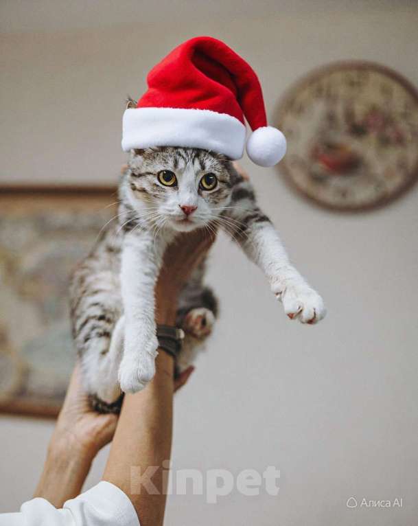 Кошки в Сочи: милый котенок Матис ищет семью Мальчик, Бесплатно - фото 1