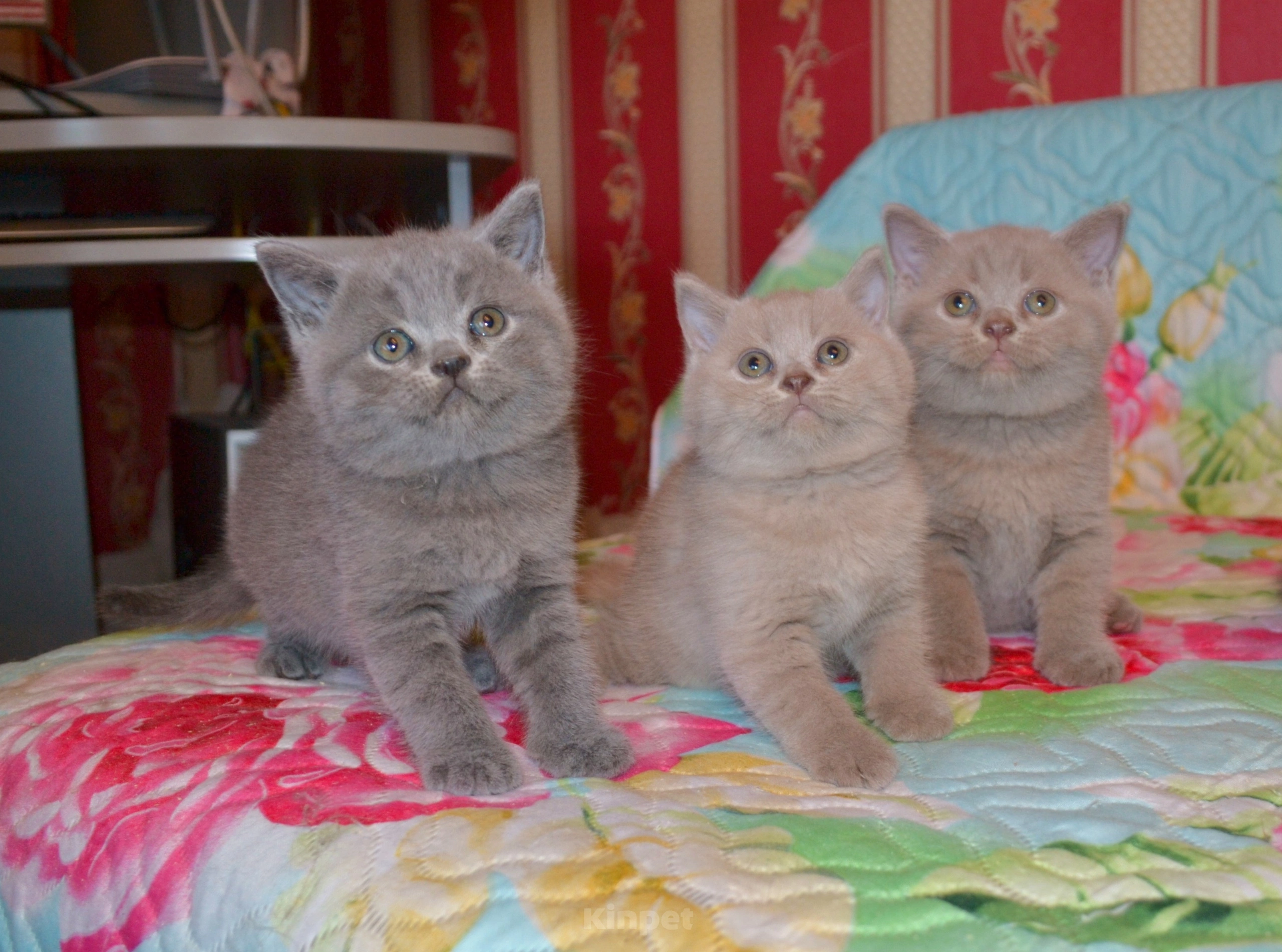 Кошки в Ярославле: Элитные британские котята  Мальчик, 9 000 руб. - фото 1