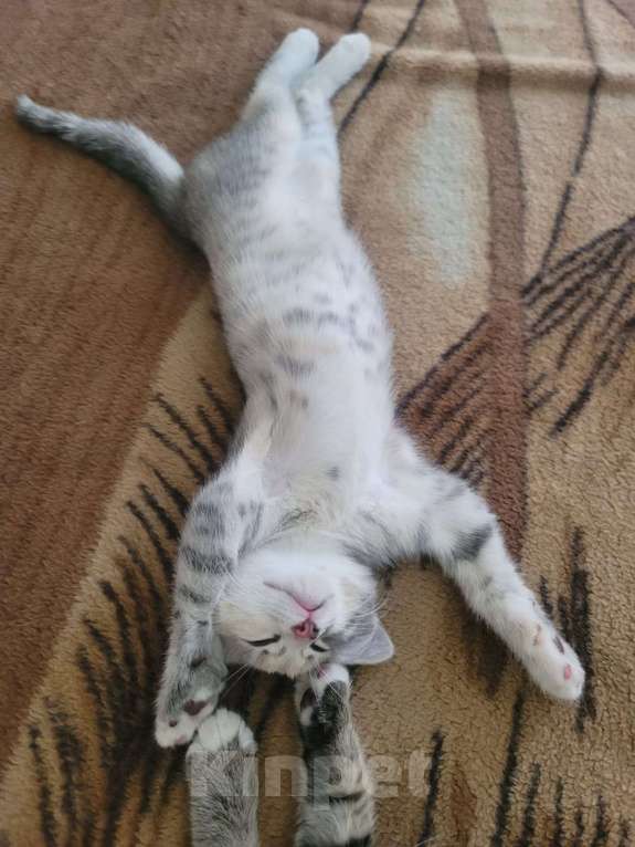 Кошки в Воронеже: Шпротные котята  Девочка, 10 руб. - фото 2