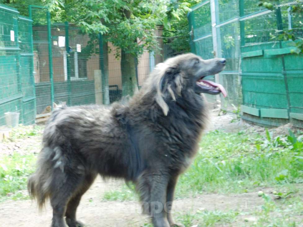 Собаки в Балашихе: Очаровательный Смокки в добрые руки Мальчик, Бесплатно - фото 4