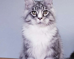 Кошки в Сочи: Котята мейн-кун в Сочи, 25 000 руб. - фото 1