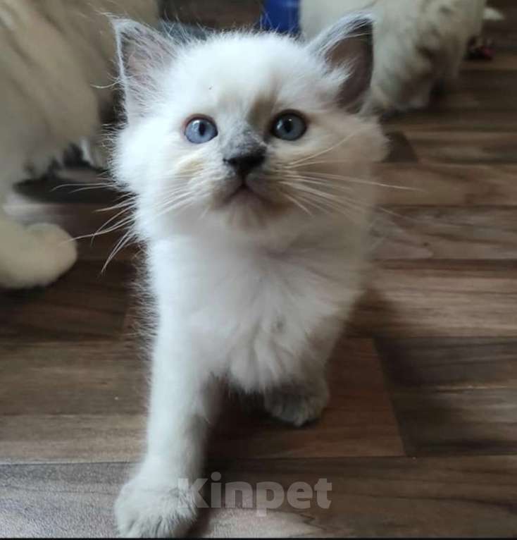 Кошки в Москве: Рэгдолл котик Мальчик, 32 000 руб. - фото 1