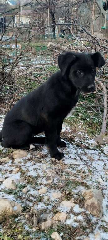 Собаки в Санкт-Петербурге: Чудесный умный щенок ищет дом Девочка, Бесплатно - фото 5