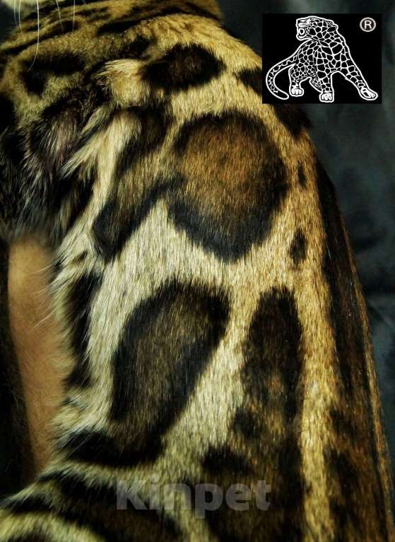 Кошки в Петропавловске-Камчатском: Бенгальский котенок. ШОУ класс Девочка, Бесплатно - фото 1