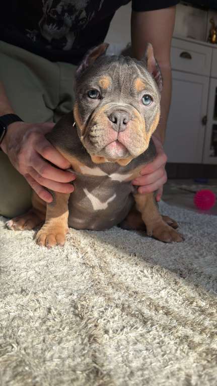 Собаки в Сочи: Девочка серая подпал триколор Девочка, Бесплатно - фото 3