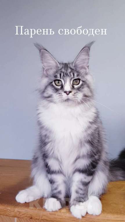 Кошки в Сочи: Котята мейн-кун в Сочи, 25 000 руб. - фото 1