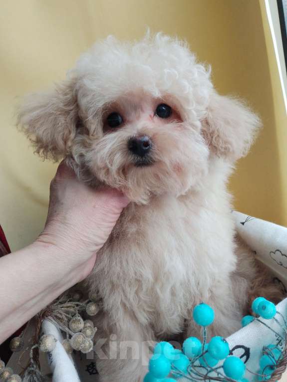 Собаки в Балашихе: Мальчик Мальтипу Мальчик, 60 000 руб. - фото 4