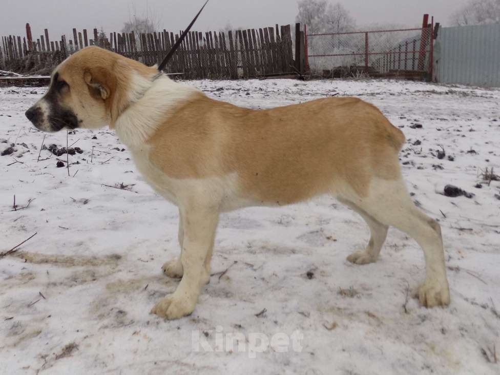Собаки в Москве: Среднеазиатская овчарка, щенки Девочка, 25 000 руб. - фото 5