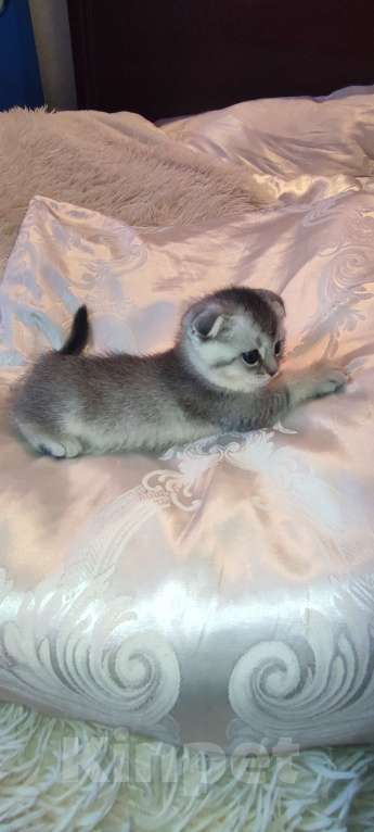 Кошки в других городах Московской области: Серебристая шиншилла скоттиш-фолд девочка Девочка, 18 000 руб. - фото 5