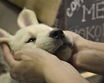 Собаки в Москве: Щенки золотистого (голден) ретривера. Мальчик, 75 000 руб. - фото 5