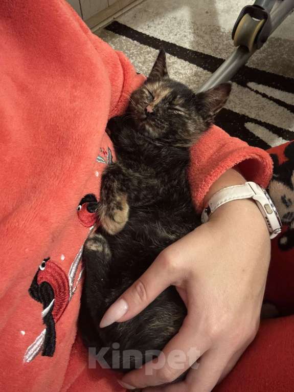 Кошки в Жуковском: Котенок очаровательная «черепашка» Девочка, Бесплатно - фото 6