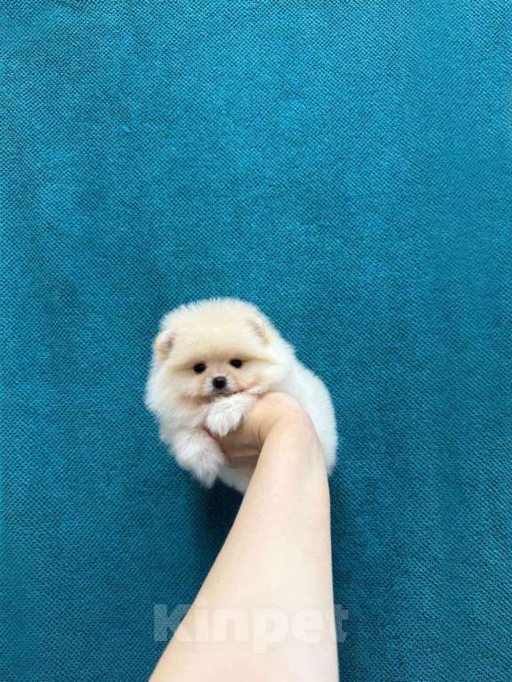 Собаки в Москве: Мальчик крем Мальчик, 30 000 руб. - фото 1