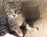 Кошки в Москве: Бездомный котенок ищет кров Мальчик, Бесплатно - фото 2
