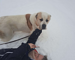 Собаки в Видном: Брандон алабай, 5 лет Мальчик, Бесплатно - фото 4