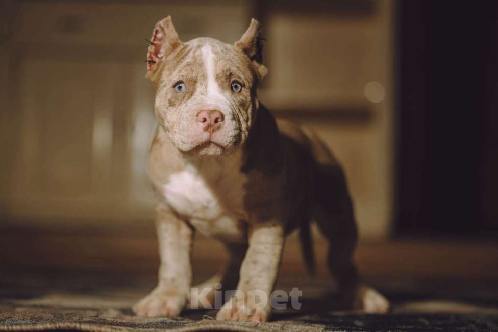 Собаки в Москве: Щенки Американского булли Девочка, 150 000 руб. - фото 4