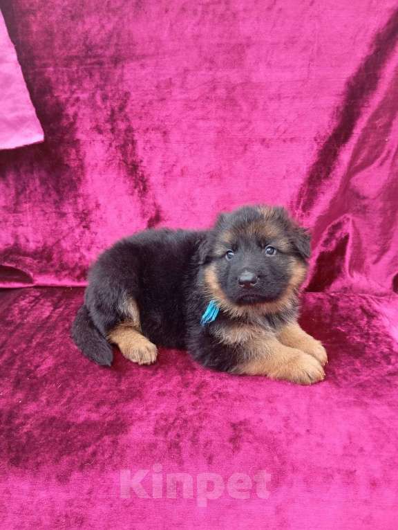 Собаки в Находке: Длинношёрстный щенок готов к продаже  Мальчик, Бесплатно - фото 2