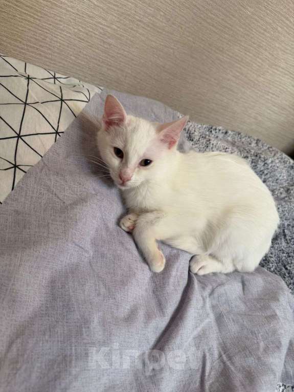 Кошки в Санкт-Петербурге: Ищем добрые руки трём беленьким котятам (двум мальчикам и одной девочке) Девочка, Бесплатно - фото 3