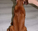 Собаки в Одинцово: Девочка родезийский риджбек. Стандарт. Девочка, Бесплатно - фото 5