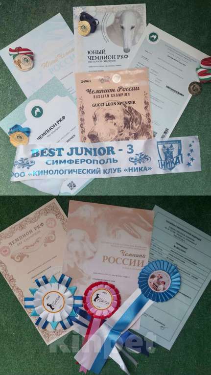 Собаки в Севастополе: Щенки Джек Рассел терьера Мальчик, 35 000 руб. - фото 7