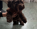 Собаки в Москве: Девочка шоколадного Йорка взрослая Девочка, 1 000 руб. - фото 1