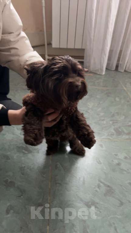 Собаки в Москве: Девочка шоколадного Йорка взрослая Девочка, 1 000 руб. - фото 1