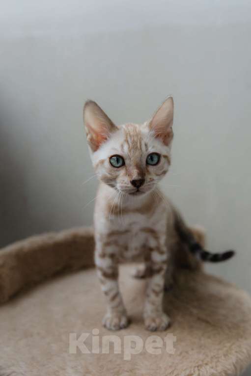 Кошки в Санкт-Петербурге: Мальчик (снежный минк) Мальчик, 45 000 руб. - фото 2