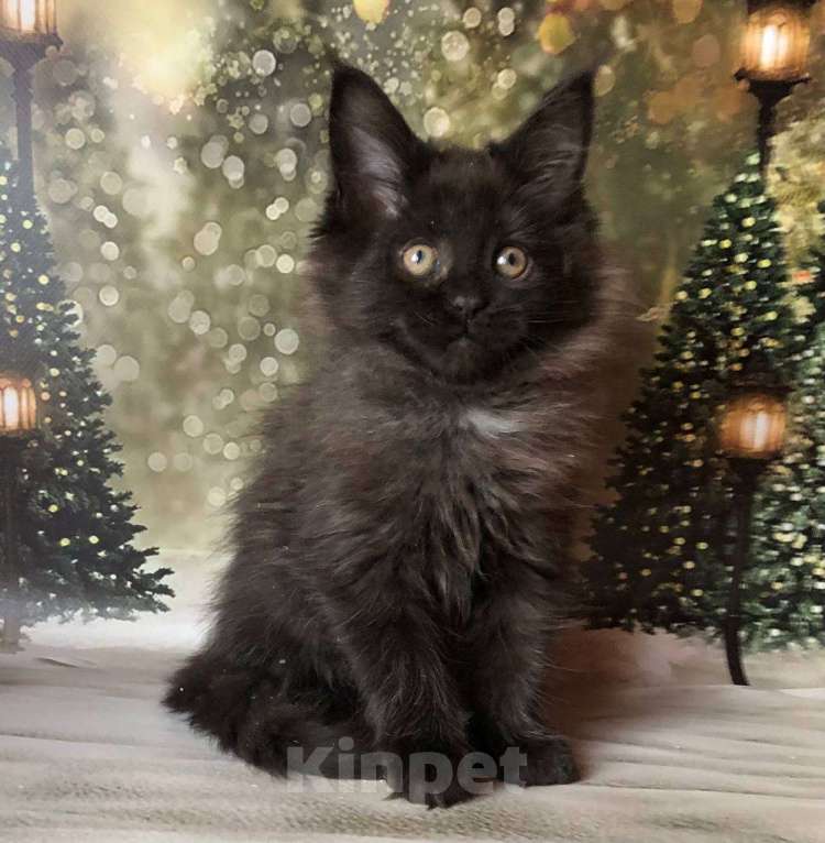 Кошки в Санкт-Петербурге: Кошечка мейн кун чёрная дымная Девочка, 35 000 руб. - фото 4