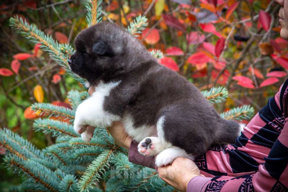 Собаки в других городах Ленинградской области: Супер-щенок кобель, чёрный серебристый с ярким кантом Мальчик, Бесплатно - фото 2
